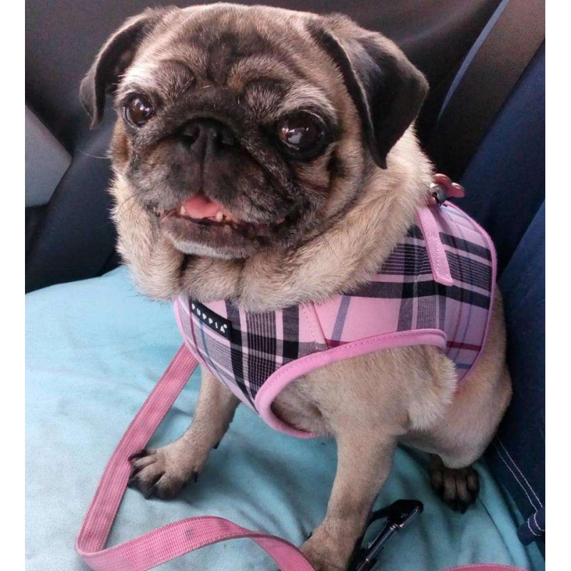 Harnais veste en tissu British rose pour chien