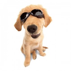 lunettes de soleil camouflage doggles pour chien