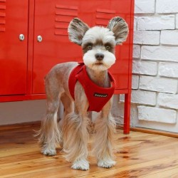 Harnais veste sport rouge pour chien