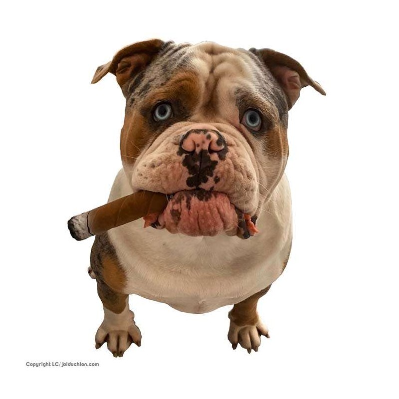 Jouet cigare latex pour chien