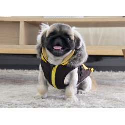 Manteau pour chien luxe avec harnais intégré