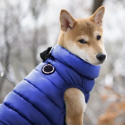 manteau chien chihuahua