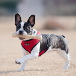 Harnais sport rouge pour chien