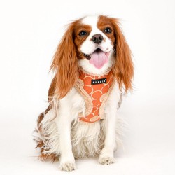 Harnais fourré Florent orange pour chien