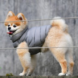 Manteau chien pour spitz