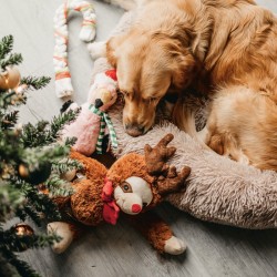 Jouet Paresseux de Noël en peluche pour chien