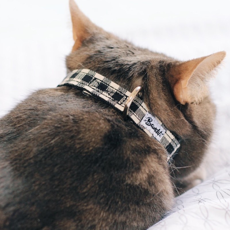 collier pour chat